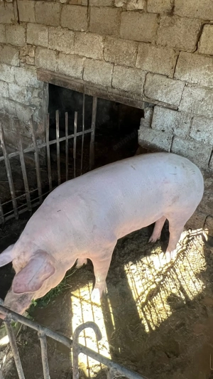 Porci de vanzare - imagine 3