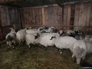 Oi breze de Petroșani  - imagine 2