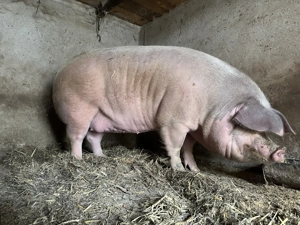 Porc de vânzare - imagine 2