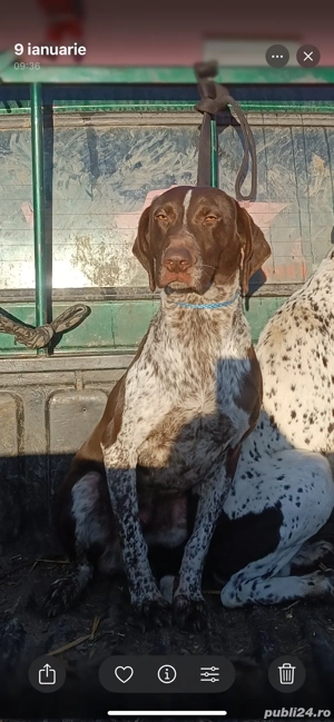 donez catel brac german  - imagine 2