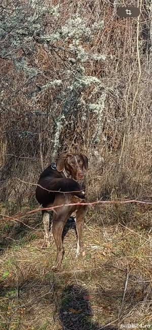 donez catel brac german  - imagine 3