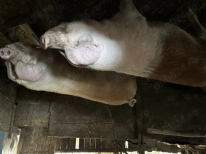 Porc de vânzare  - imagine 2