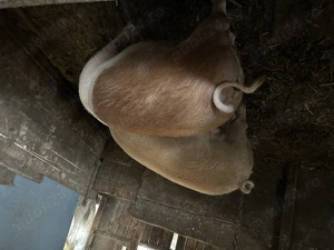 Porc de vânzare  - imagine 3