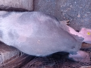 Porci pietrani  - imagine 3