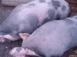 Porci pietrani  - imagine 2