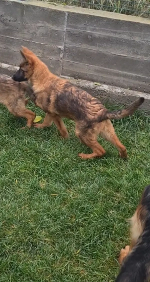 catei cu pedigree - imagine 2