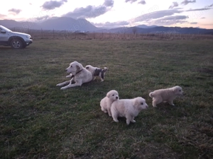 Catei ciobanesc balan - imagine 4