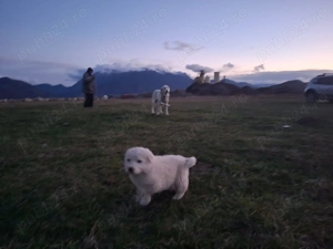 Catei ciobanesc balan - imagine 3