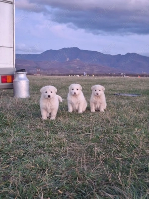 Catei ciobanesc balan - imagine 2