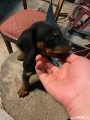 Vand Teckeli Metis - imagine 3