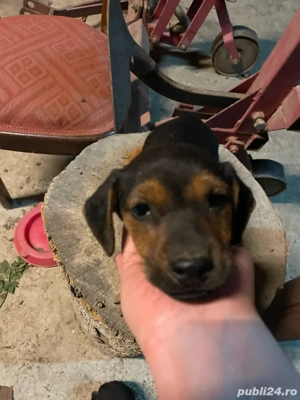 Vand Teckeli Metis - imagine 4