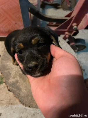 Vand Teckeli Metis - imagine 2