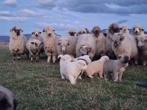 Catei ciobanesc balan - imagine 5