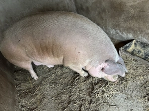 Porc de vânzare - imagine 3