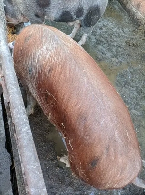 Vând porc  - imagine 2