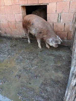 Vând porc  - imagine 4