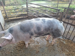 Vand aceasta mascota - imagine 2