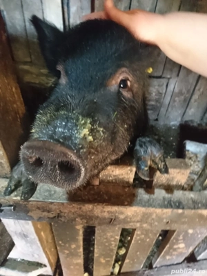 Porcii vietnamezi.  - imagine 4