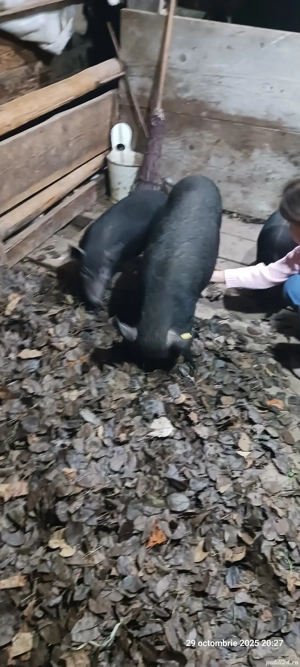 Porcii vietnamezi.  - imagine 5