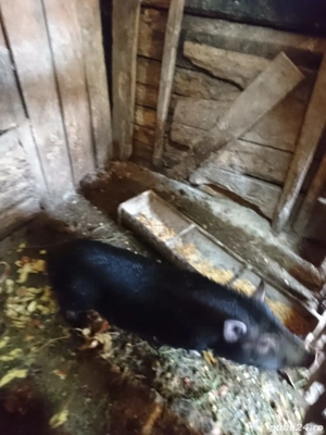 Porcii vietnamezi.  - imagine 3