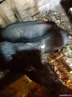 Porcii vietnamezi.  - imagine 2