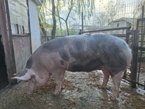 Vand aceasta mascota