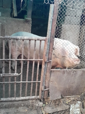 Porc de vânzare 