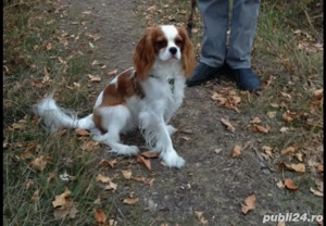 Cavalier King Charles  - imagine 2