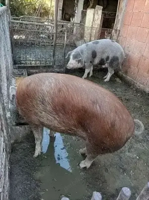 Vând porc  - imagine 5