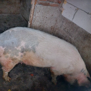 Porc de vânzare  - imagine 2