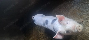 Animale de vanzare - imagine 4