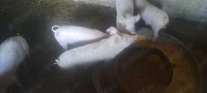 Animale de vanzare - imagine 3