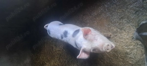 Animale de vanzare - imagine 2