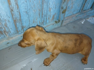 teckel batel 2 luni  - imagine 3