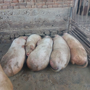 Porci de vânzare. 