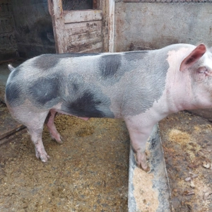 Porci de vânzare.  - imagine 2