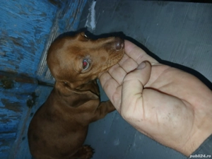 teckel batel 2 luni  - imagine 5