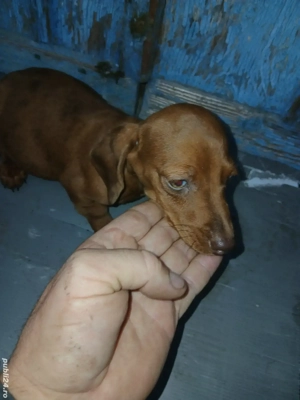 teckel batel 2 luni  - imagine 4