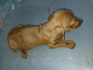 teckel batel 2 luni  - imagine 2