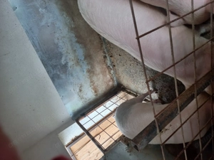 Vând un porc la alegere! - imagine 3