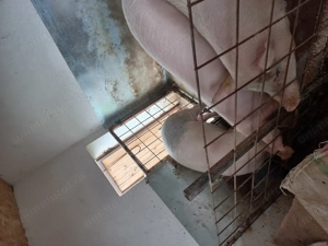 Vând un porc la alegere! - imagine 2