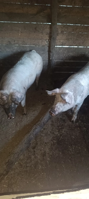 vând porc 150 kg - imagine 2