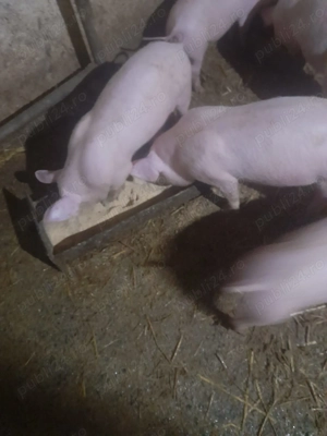 Vând purcei marele alb - INAND Bihor - imagine 2