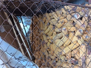 Vând porumb știuleți 