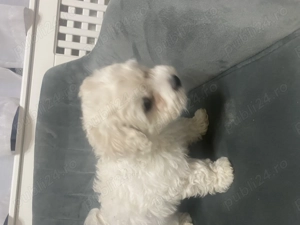 Vând cățelușa drăgălașă iubitorilir de animăluțe   (maltipoo +bichon) - imagine 4