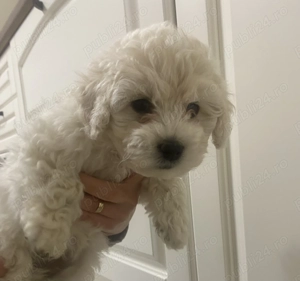 Vând cățelușa drăgălașă iubitorilir de animăluțe   (maltipoo +bichon)