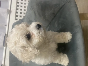 Vând cățelușa drăgălașă iubitorilir de animăluțe   (maltipoo +bichon) - imagine 2
