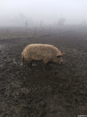 Vier Mangalita 2 ani sau schimb cu unul pana în 50kg - imagine 3