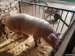 vand porc 160 kg  rasa românească  - imagine 5