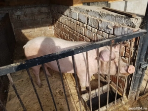 vand porc 160 kg  rasa românească  - imagine 3